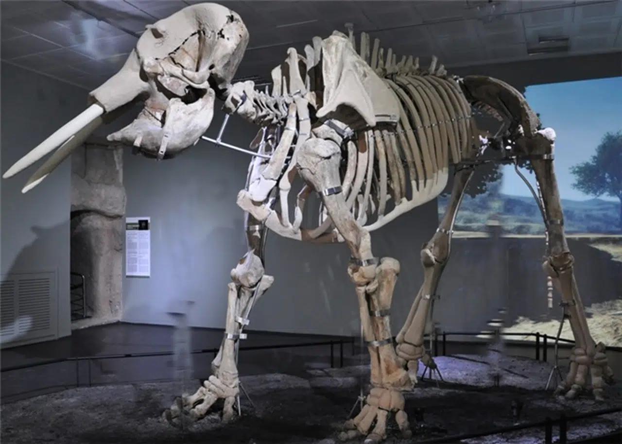 Kahramanmaraş Müzesi'nin Resmi Açılışı Ertelendi