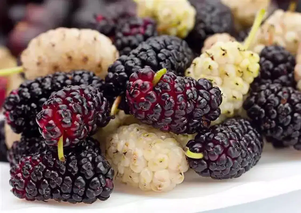 Kahramanmaraş’ta Dut Bereketi: Tezgâhlar Renklenmeye Başladı