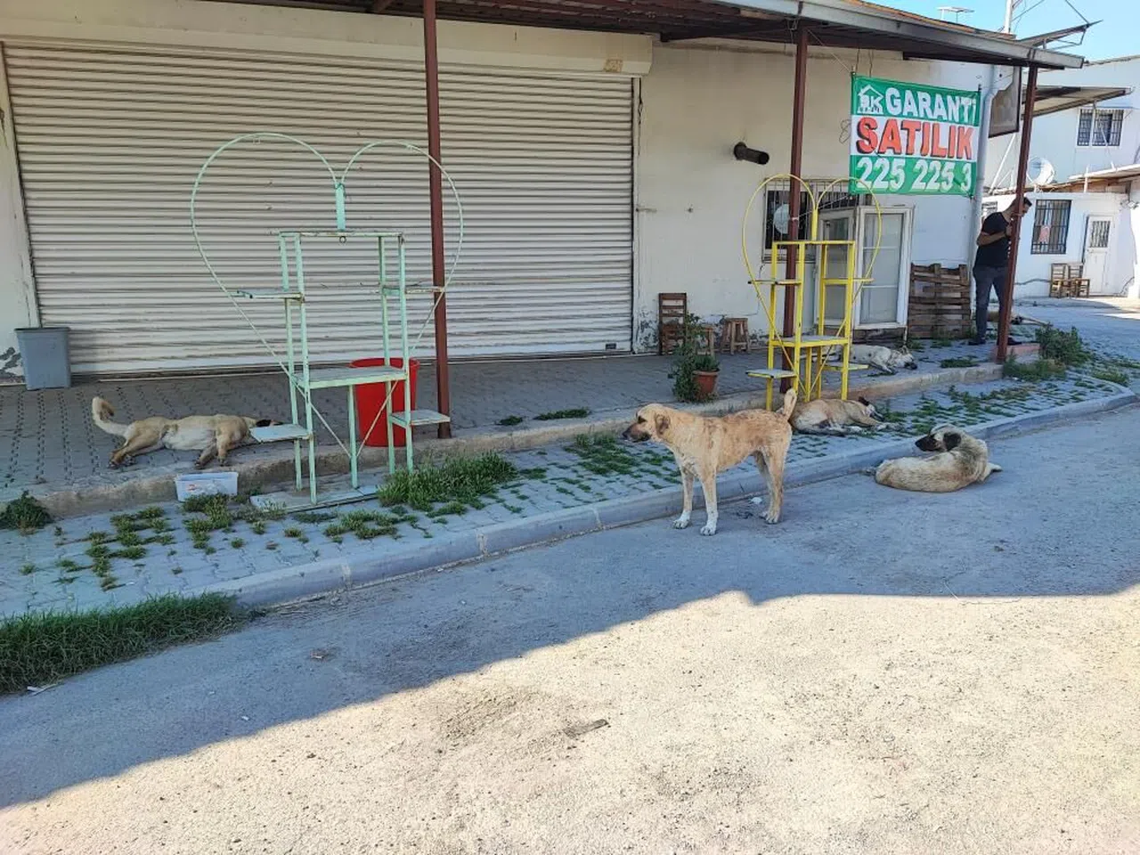 Sokak Köpekleri Vatandaşları Tedirgin Ediyor