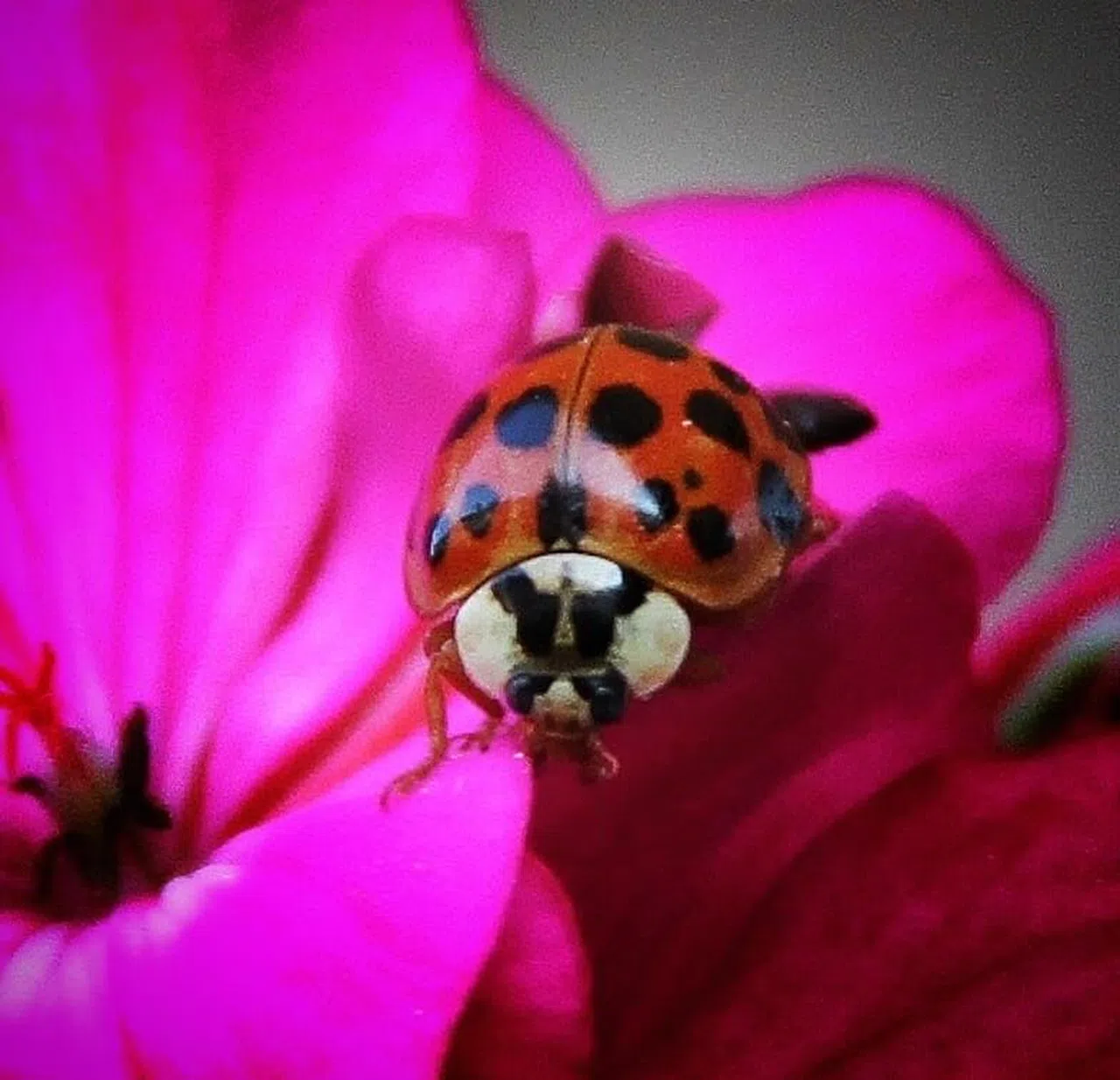 Nadir, uğur böceği türü görüntülendi