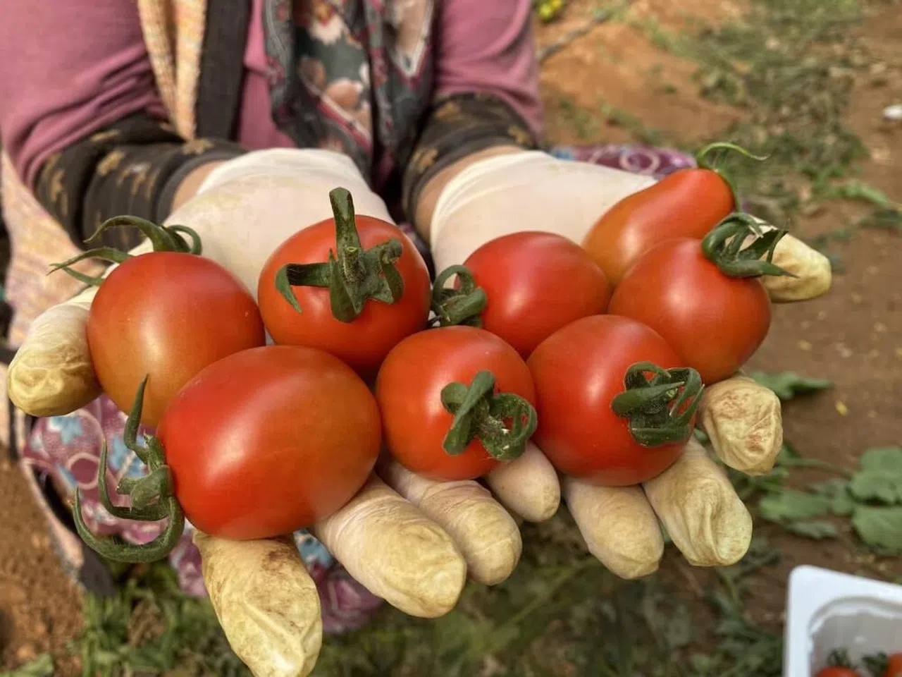 Yaş meyve sebzede yüzde 17,7 artış