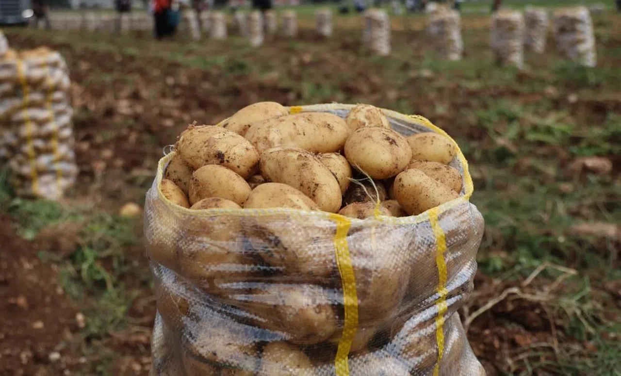 Yurt dışından gelen 2 bin tondan fazla patates virüslü çıktı