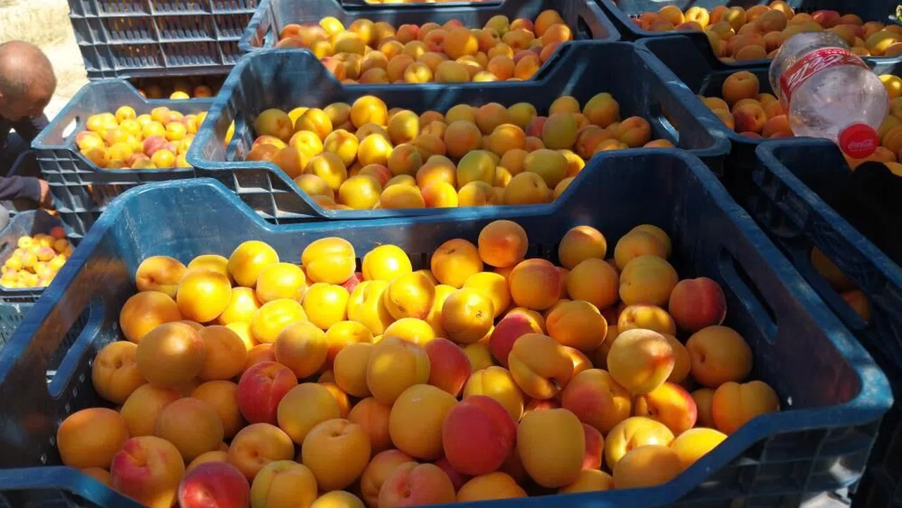 Kayısı Hasadı Hızlandı, İhracat Başladı