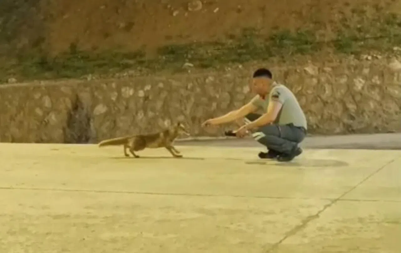 Özel güvenlik görevlisi ile tilkinin dostluğu görenleri şaşırtıyor