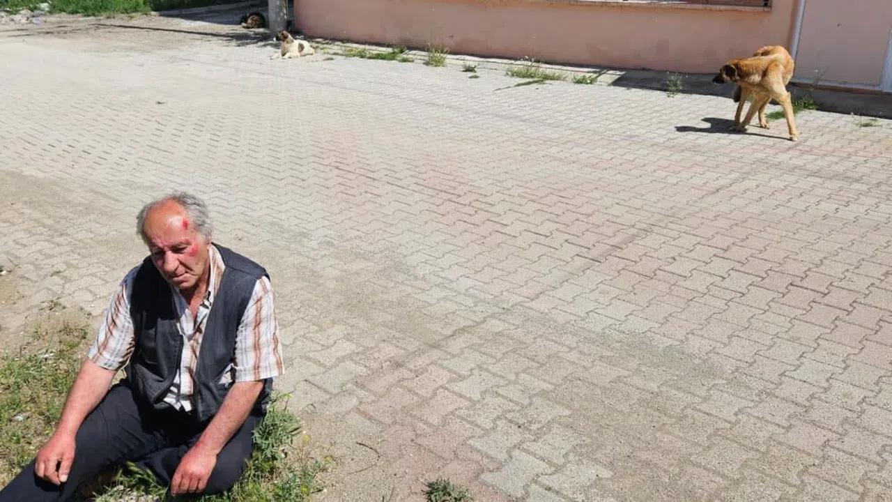 Köpeklerin saldırısına uğrayan yaşlı adam yaralandı