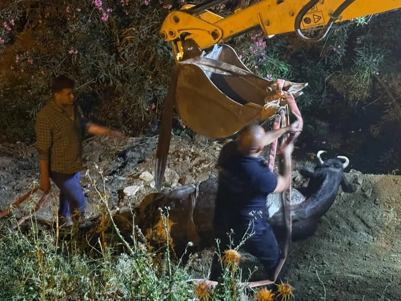 Düştüğü su kanalında çamura saplanan inek, kepçeyle kurtarıldı