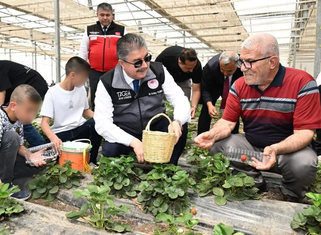 Çilek Serasında Nesiller Arası Dayanışma