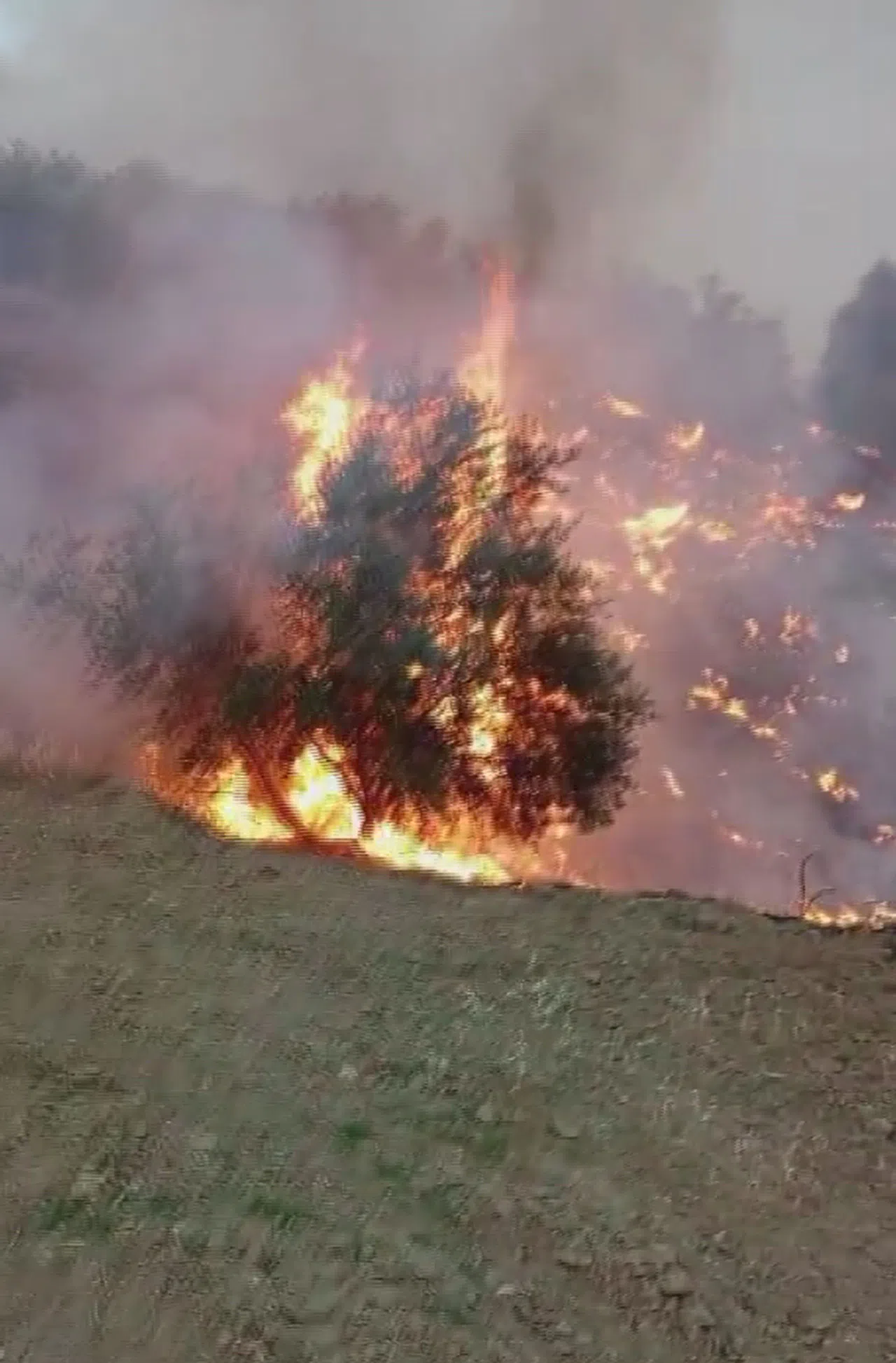 Hatay’da zeytinlikte yangın