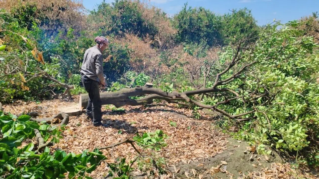 Don Narenciye Ağaçlarını Kuruttu, Çiftçi Yeni Ağaçlar Dikiyor