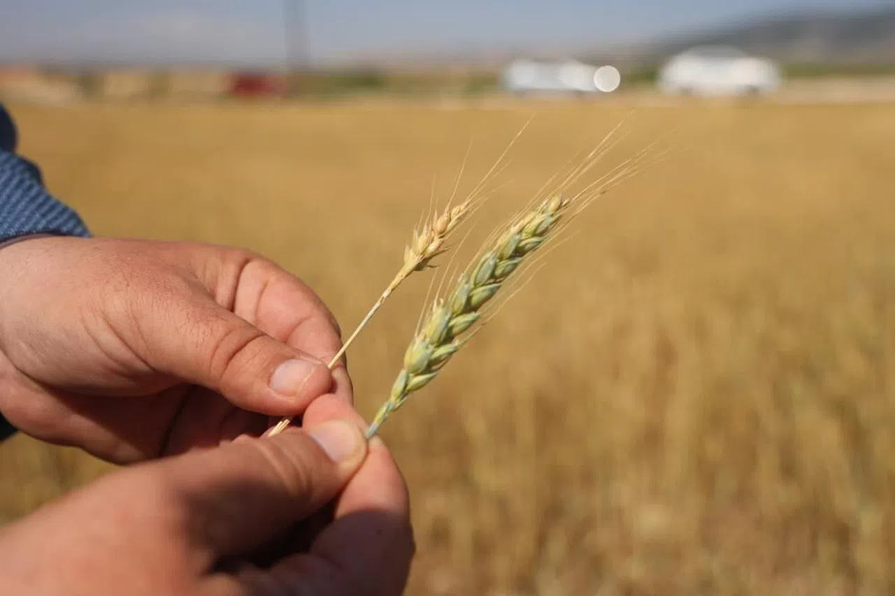 Çiftçi Zor Durumda: Başak Boş, Hasat Yok