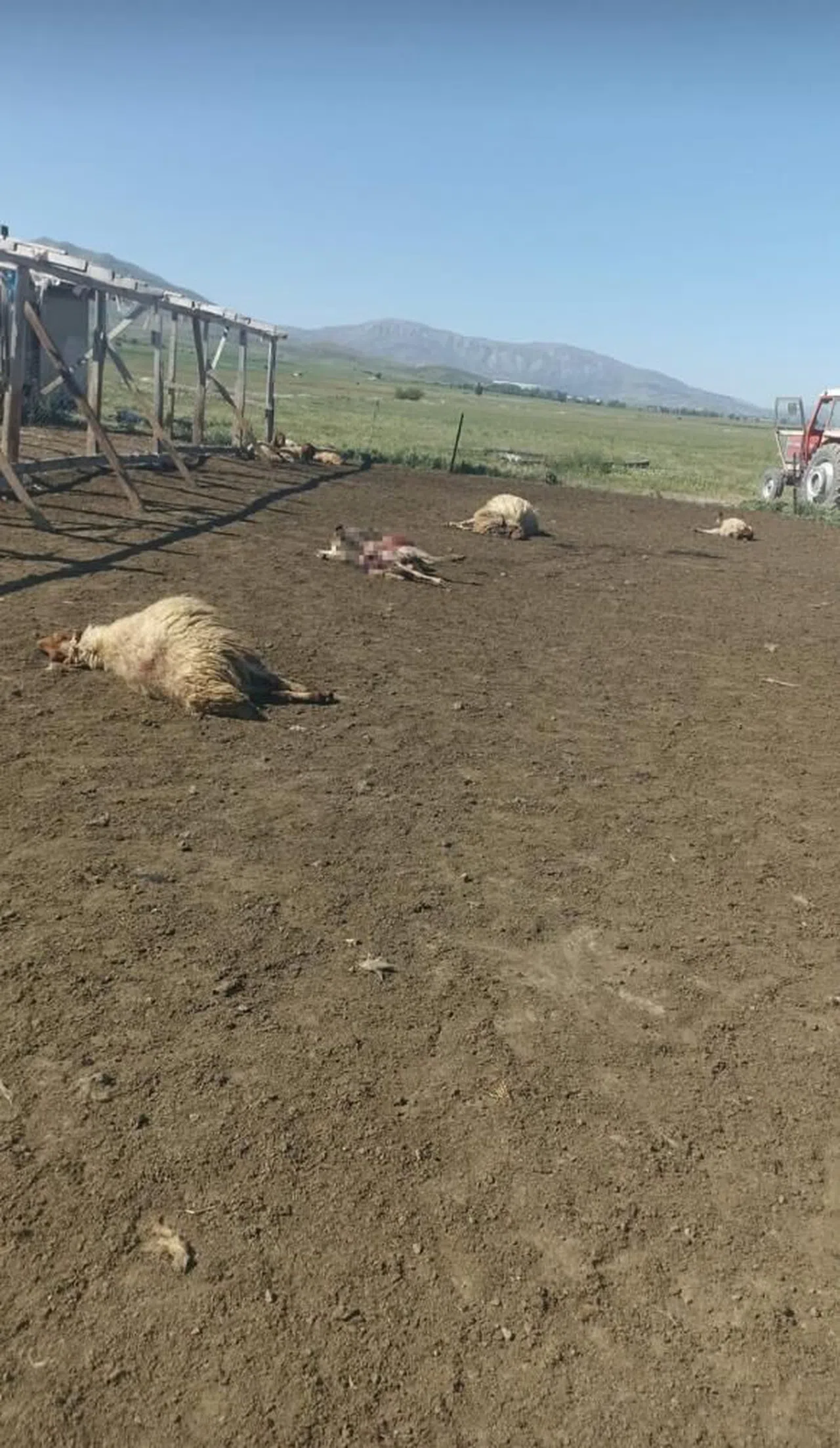 Kurtlar sabaha karşı girdiği ağılda 12 koyunu telef etti 20'sini yaraladı