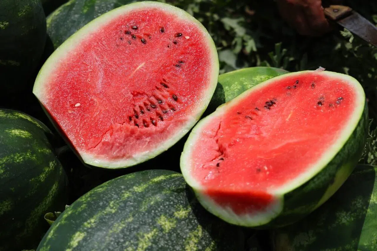 Karpuz Hasadı Başladı:Kilogramı 20-24 lira