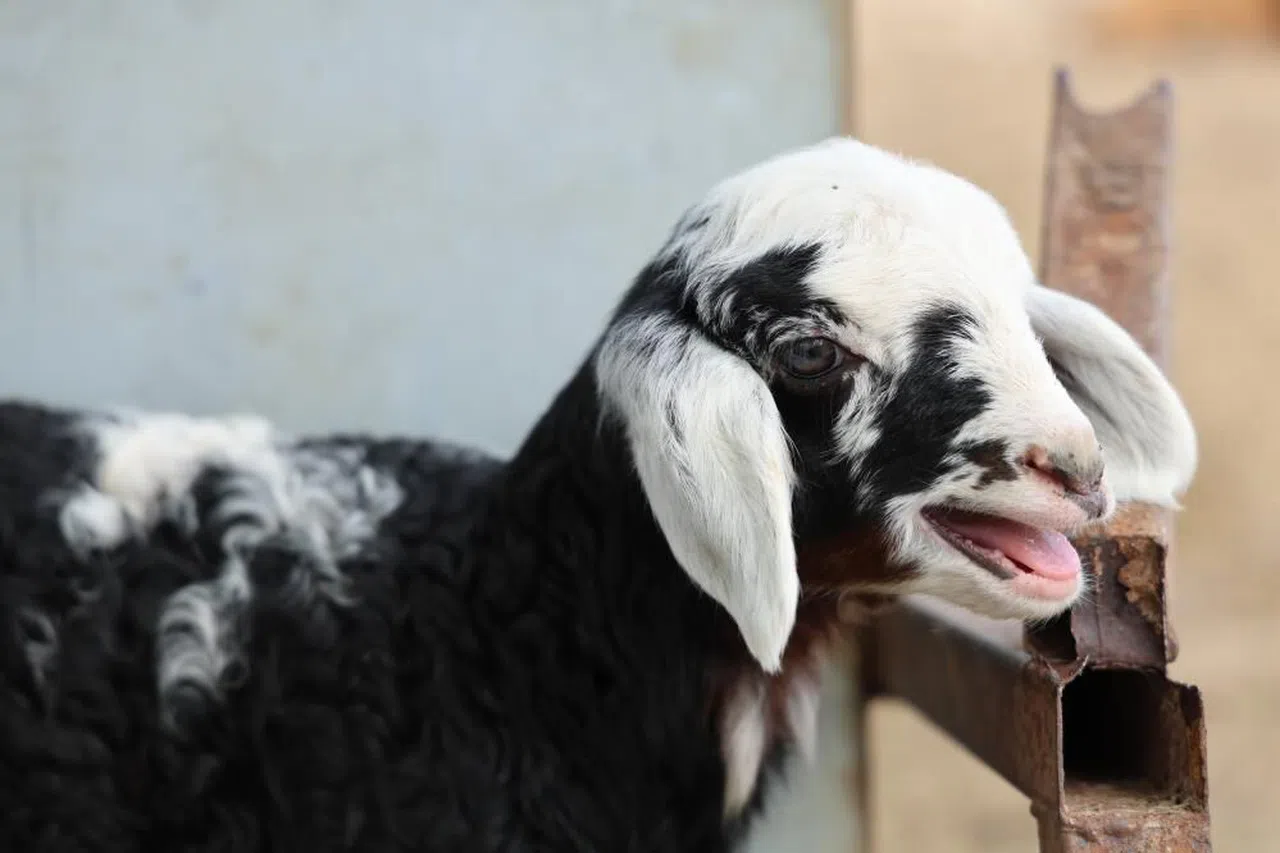 Meraya dökülen zehir 77 koyunu telef etti