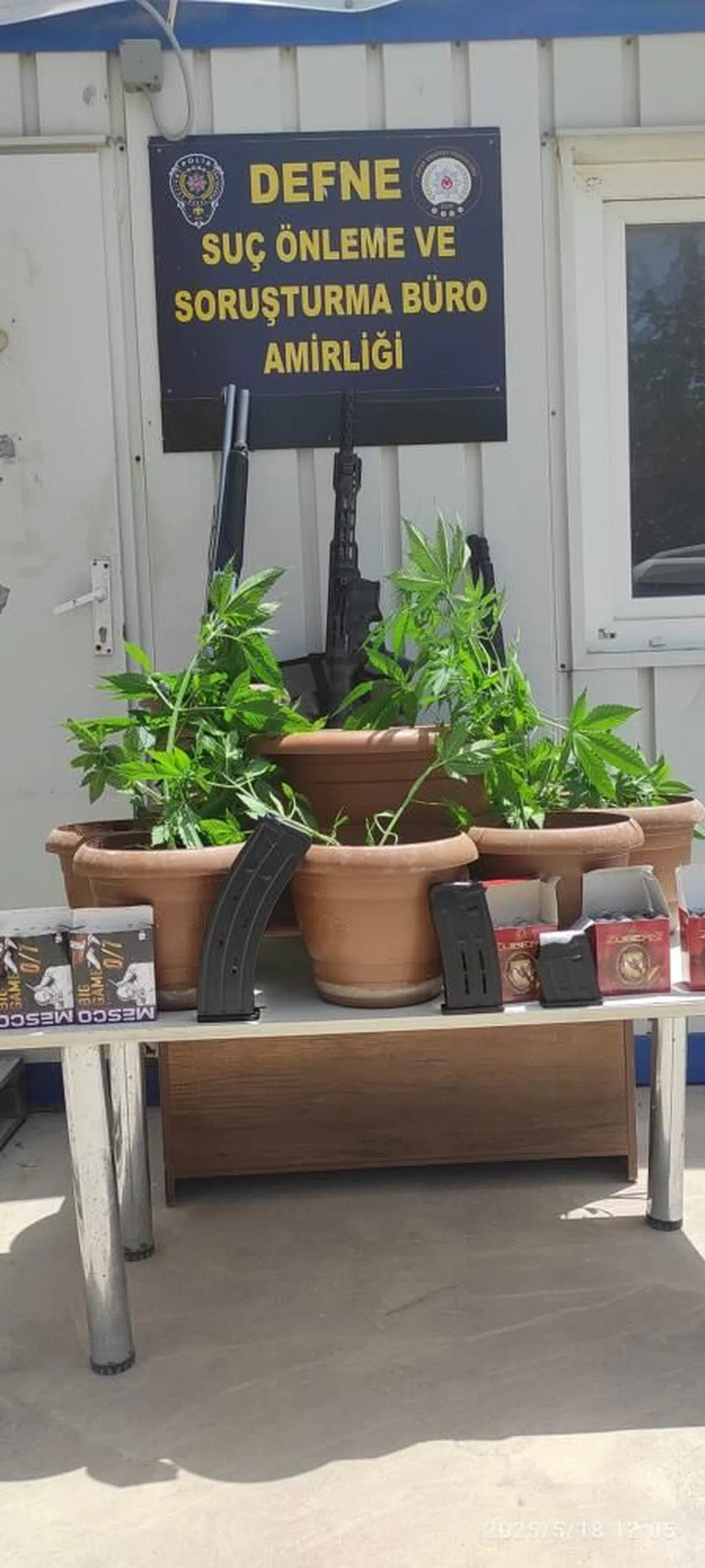 Saksı içerisine ekili 19 kök Hint keneviri bitkisi ele geçirildi