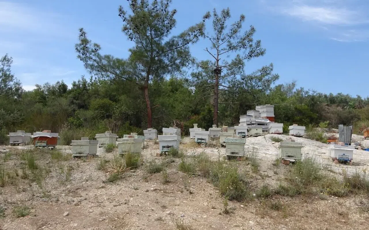 Arılara taşlı saldırı