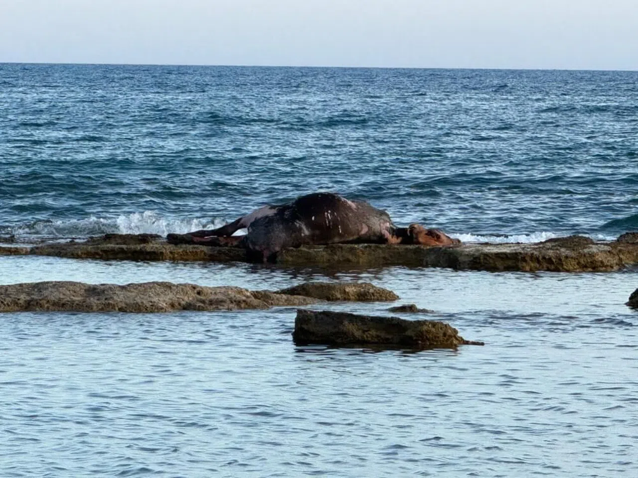 Denizin ortasında inek leşi görenler gözlerine inanamadı