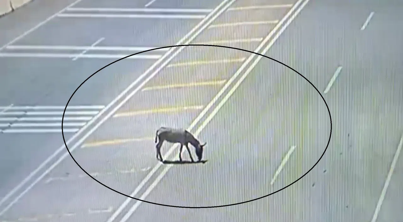 Ana yola çıkarak trafiği tehlikeye düşüren eşek koruma altına alındı