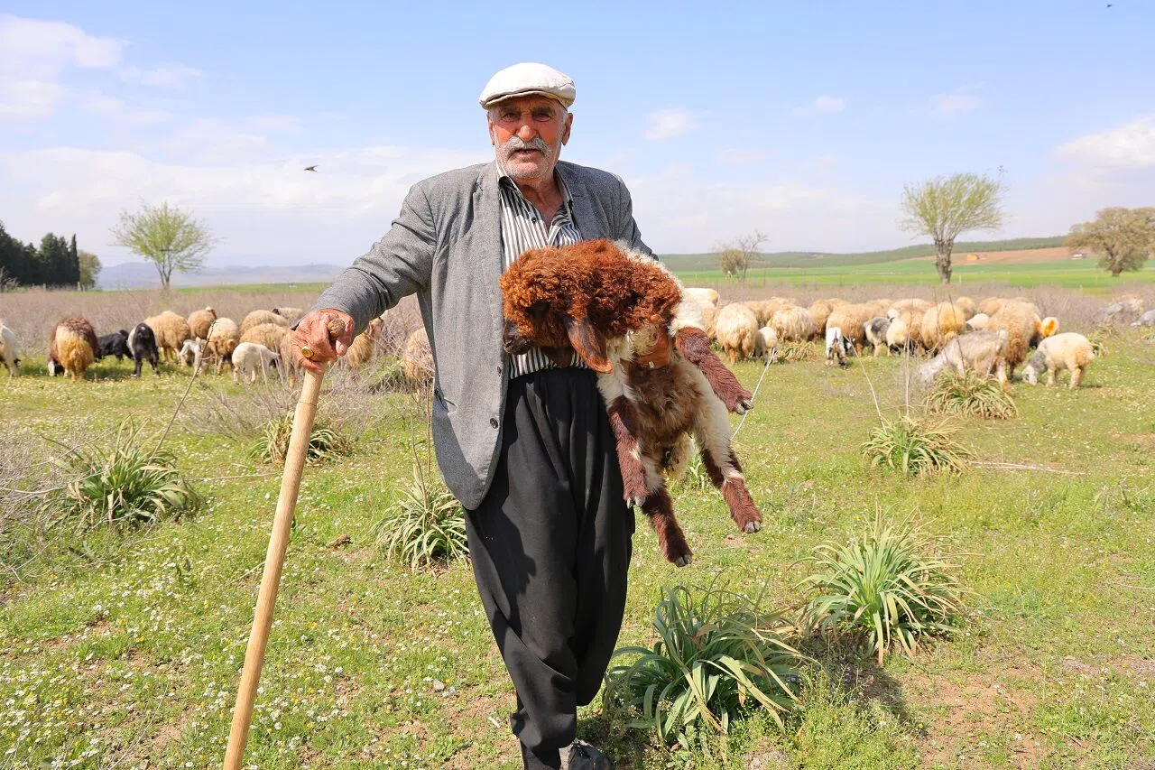 Kahramanmaraş’ta Asırlık Emek: Hüseyin Dede 66 Yıldır Kendi Sürüsünün Peşinde