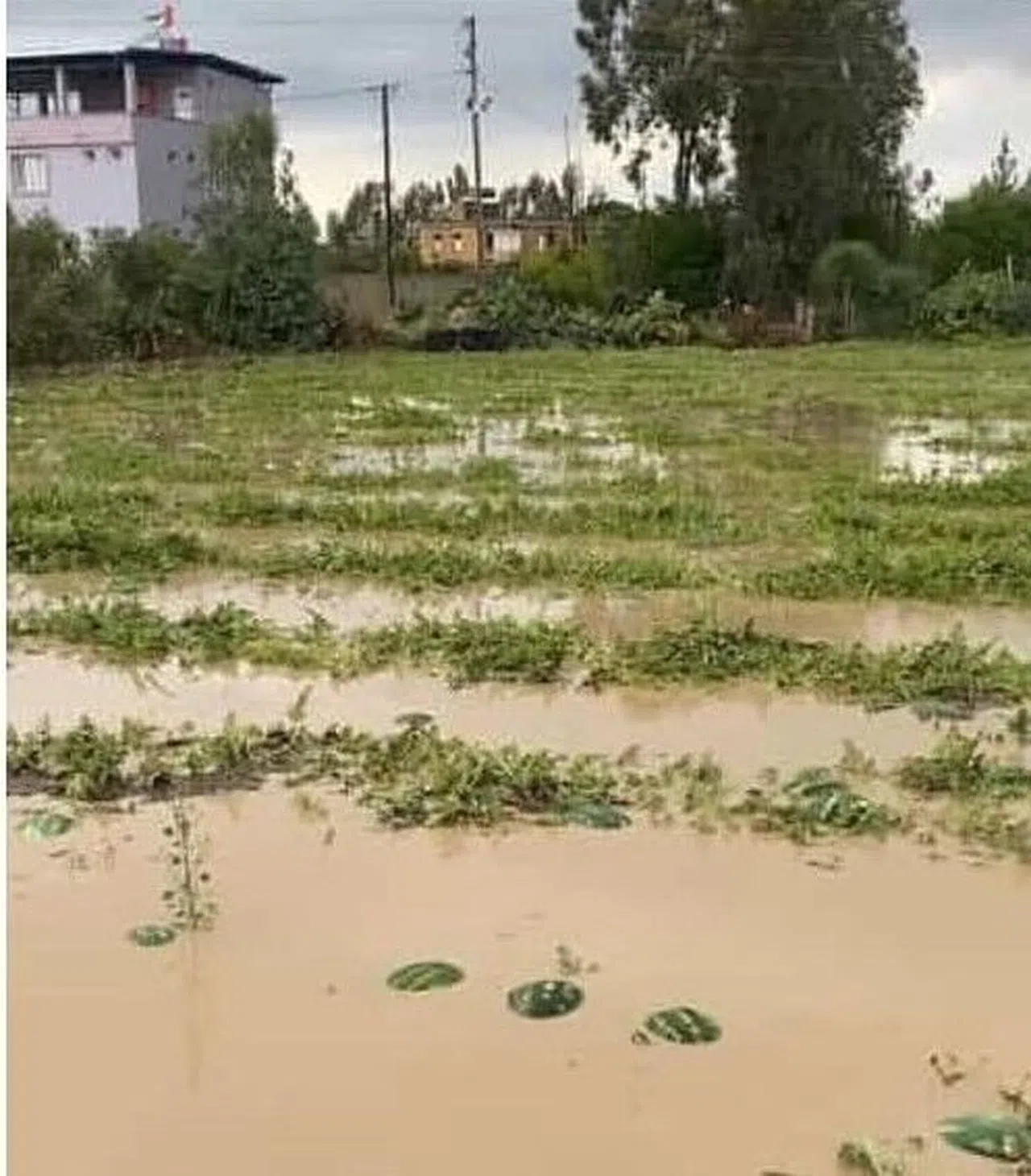 Tarım Arazileri Sular Altında Kaldı