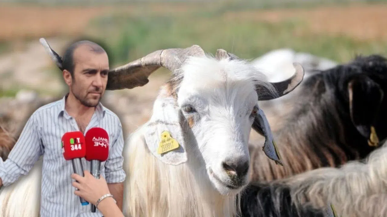 Kahramanmaraş’ta Kurbanlık Hareketliliği Başladı Talep Yüz Güldürüyor