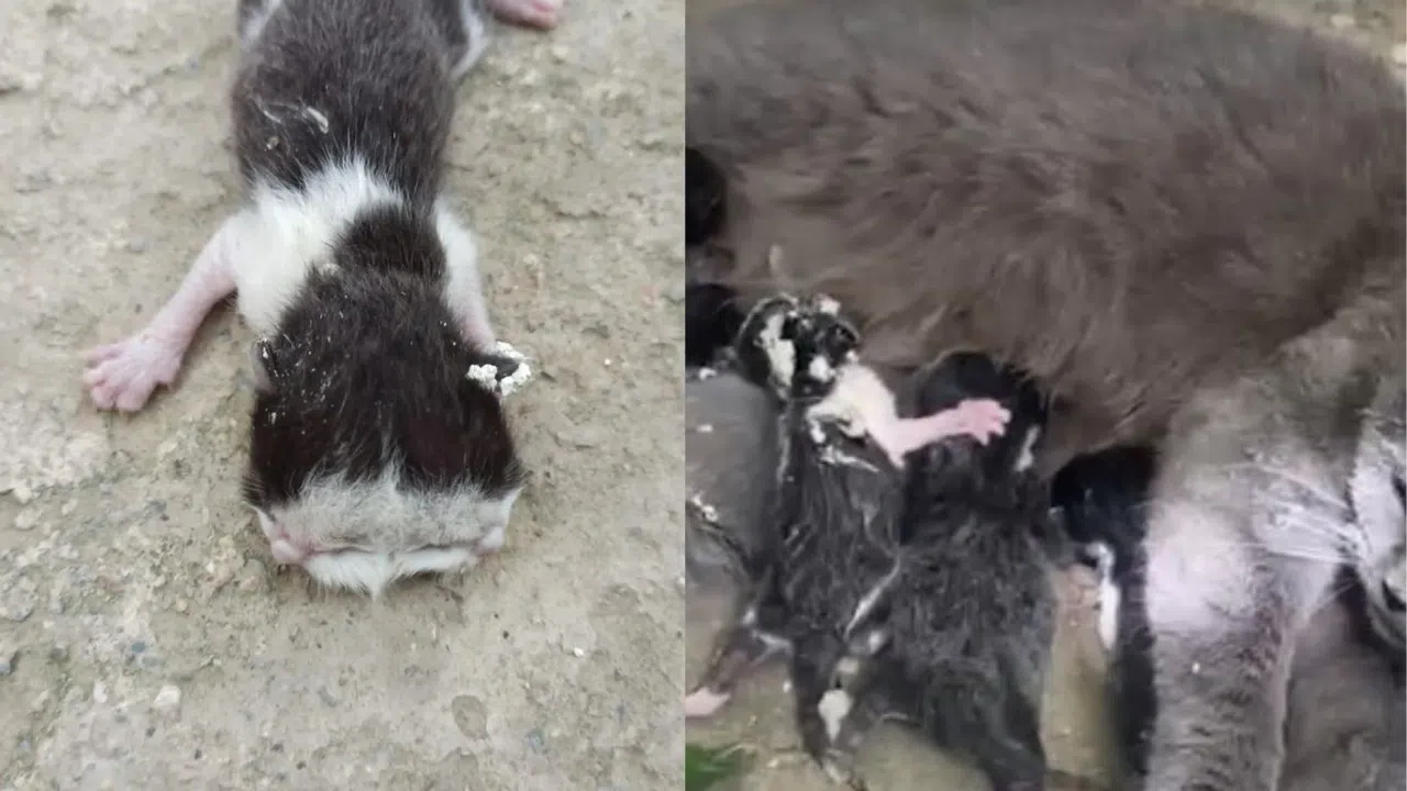 Kahramanmaraş’ta Çift Başlı Kedi Yavrusu Doğdu