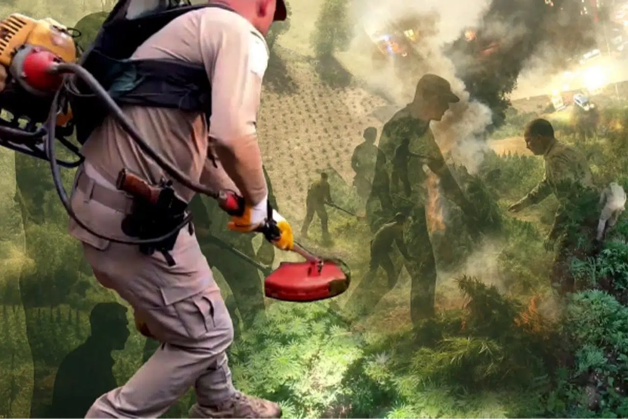 Diyarbakır’da 3,4 Milyon Kök Kenevir Ele Geçirildi