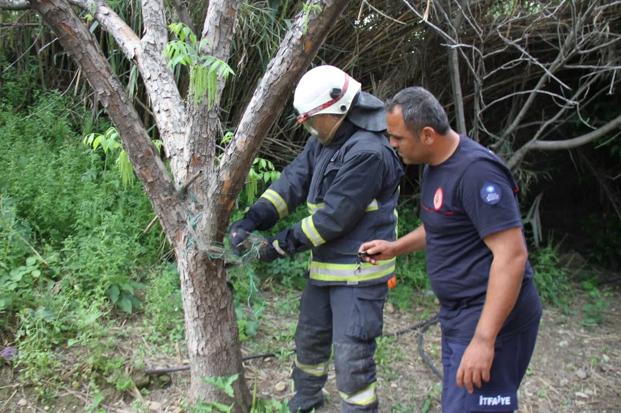 Ağlara Dolanan Yılanı İtfaiye Kurtardı