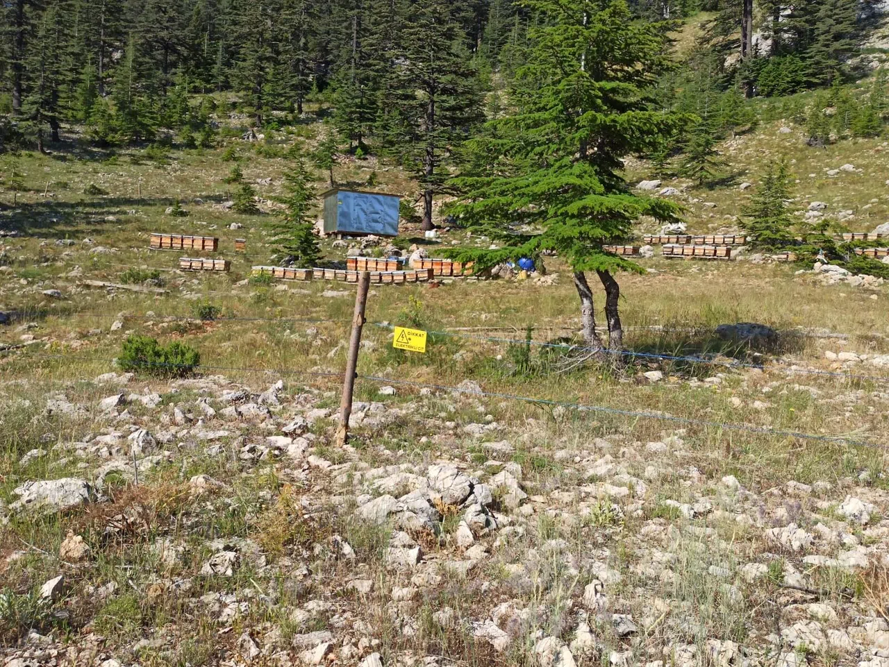 Arıcıların Yayla Mesaisi Başlıyor