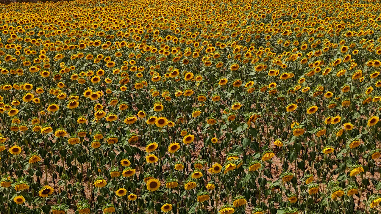 Tarlalarda Görsel Şölen