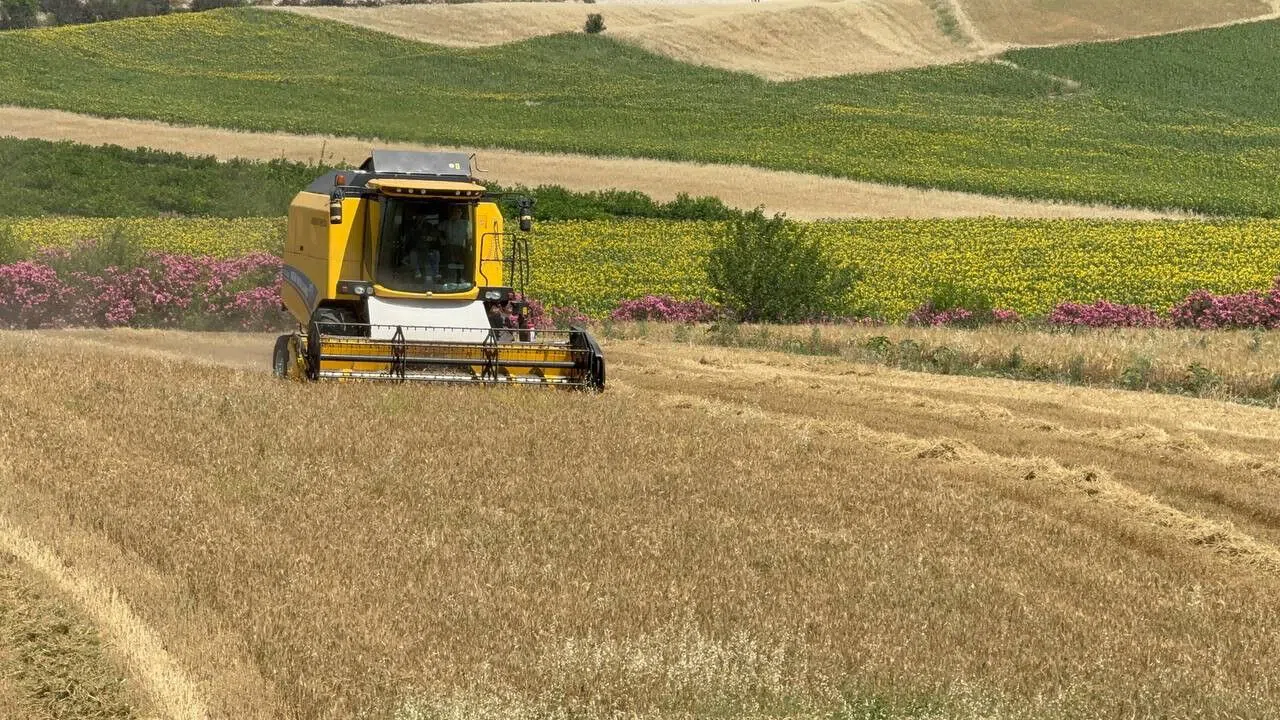 Buğday Hasadı Sürüyor: Bu Sezon Verim Düşük