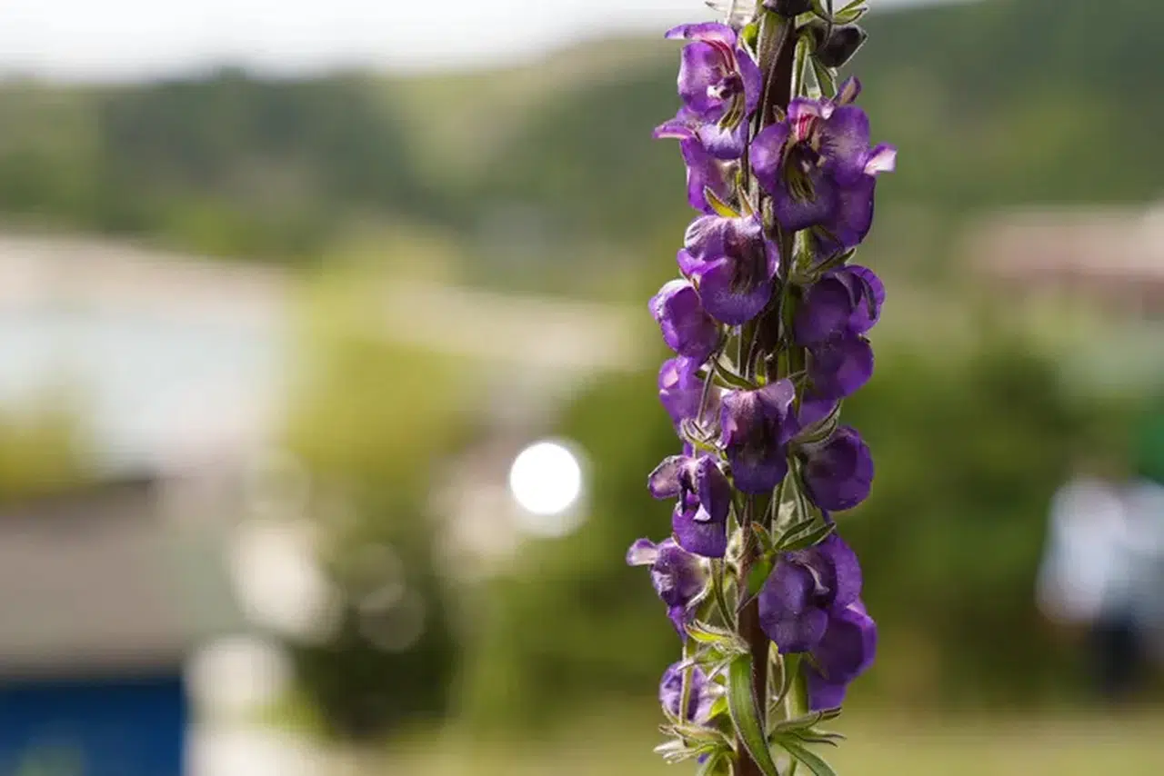 Mor çiçeklerini açtı! Fotoğraf tutkunlarının ilgi odağı