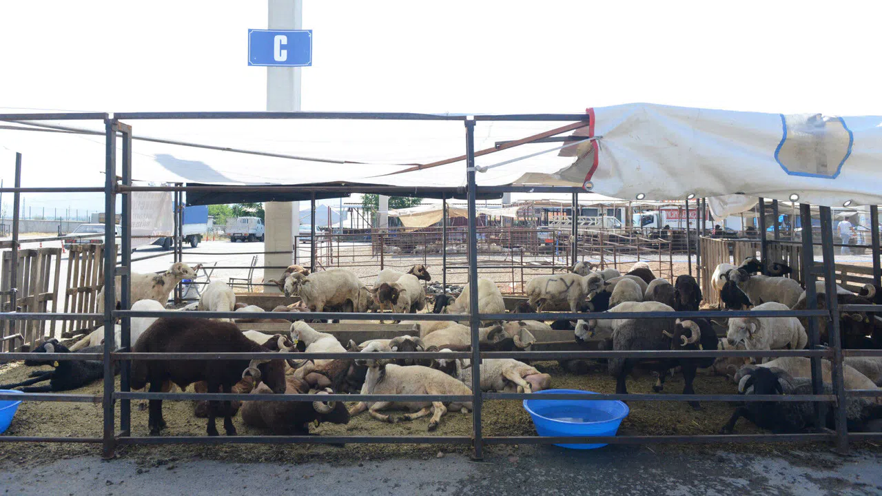 Canlı Hayvan Borsası’nda Kurbanlık Satışları 22 Mayıs’ta Başlıyor