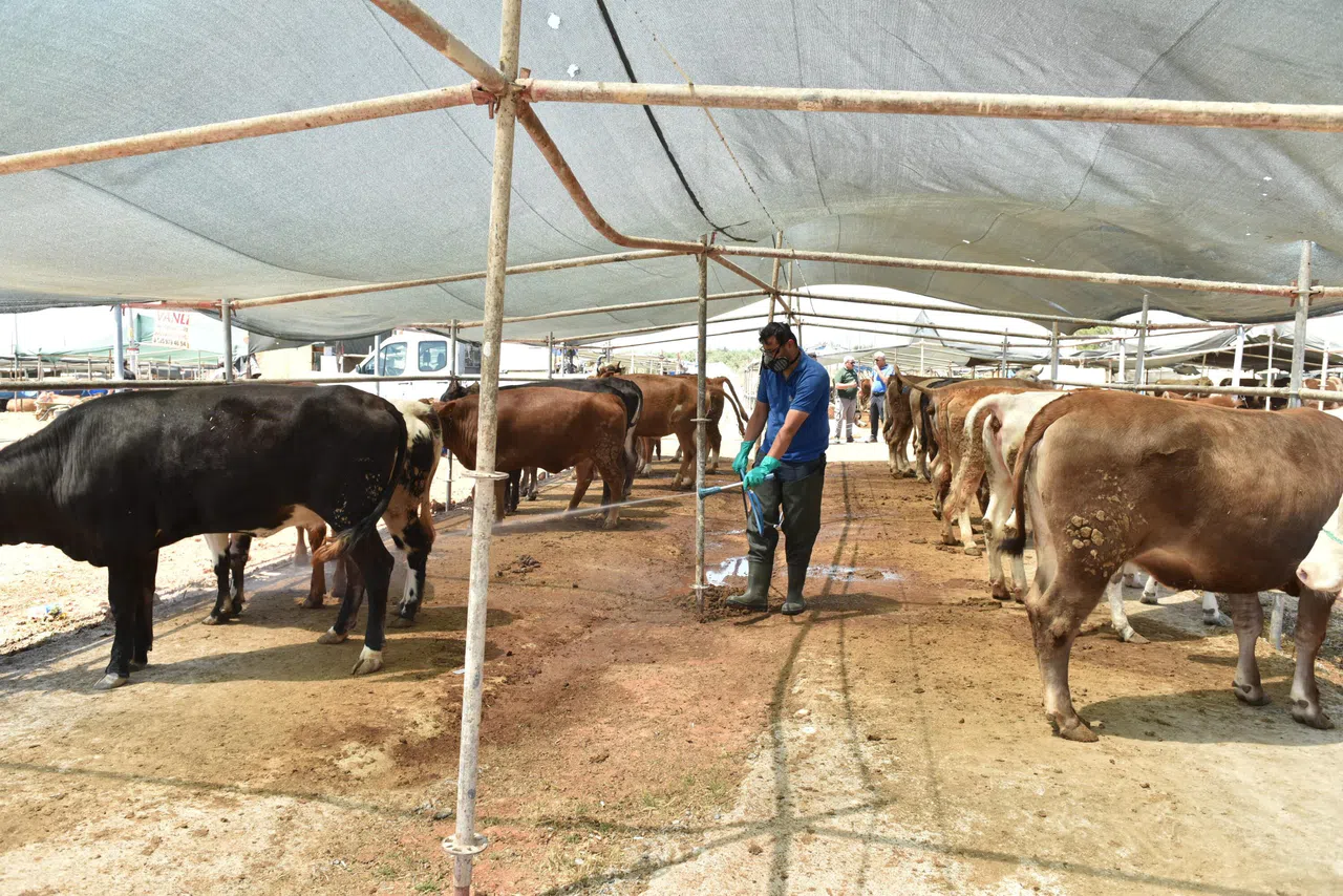 Canlı Hayvan Pazarı Kuruldu