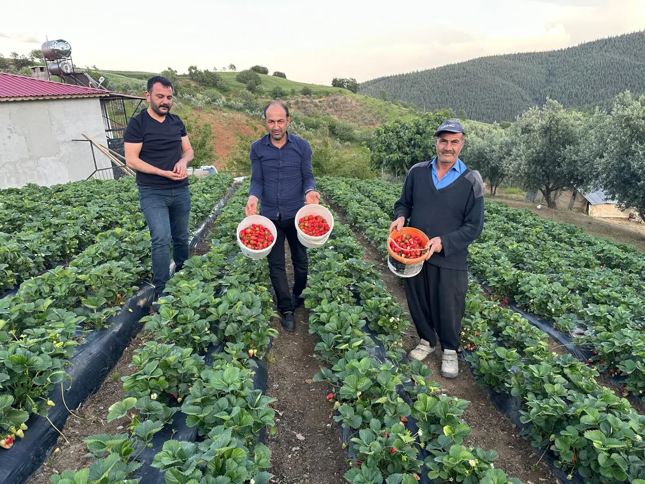 Kahramanmaraş’ta Çilek Hasadı Başladı
