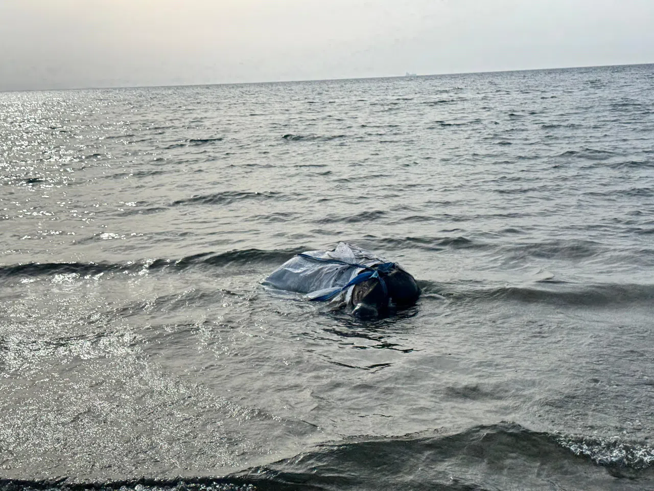 Denizden Balık Değil Angus Çıktı