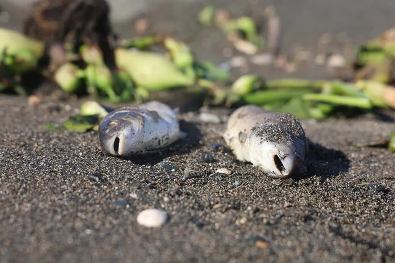Denize Sürüklenen Binlerce Balık Telef Oldu