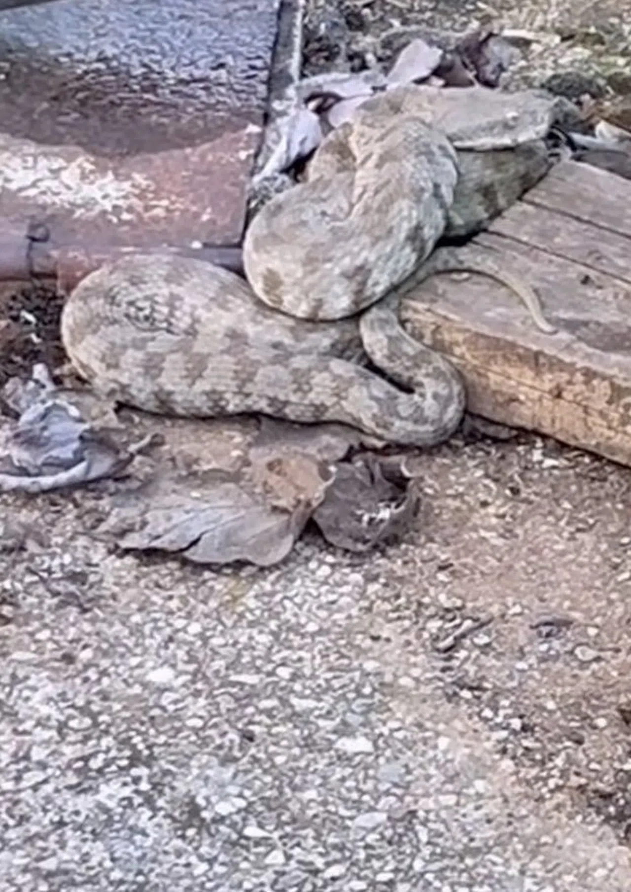 Zehirli Yılan Türü Engerek Görüntülendi