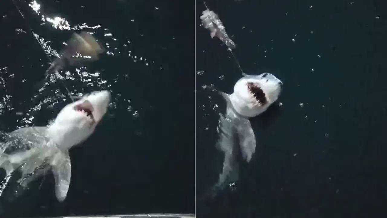 Oltasına Takılan Köpek Balığını Nispet Yaparak Denize Bıraktı