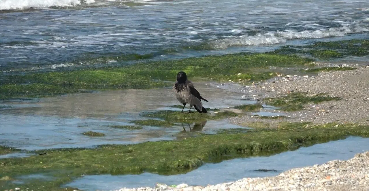 Hırsız Karganın 'Balık' Ziyafeti Güldürdü