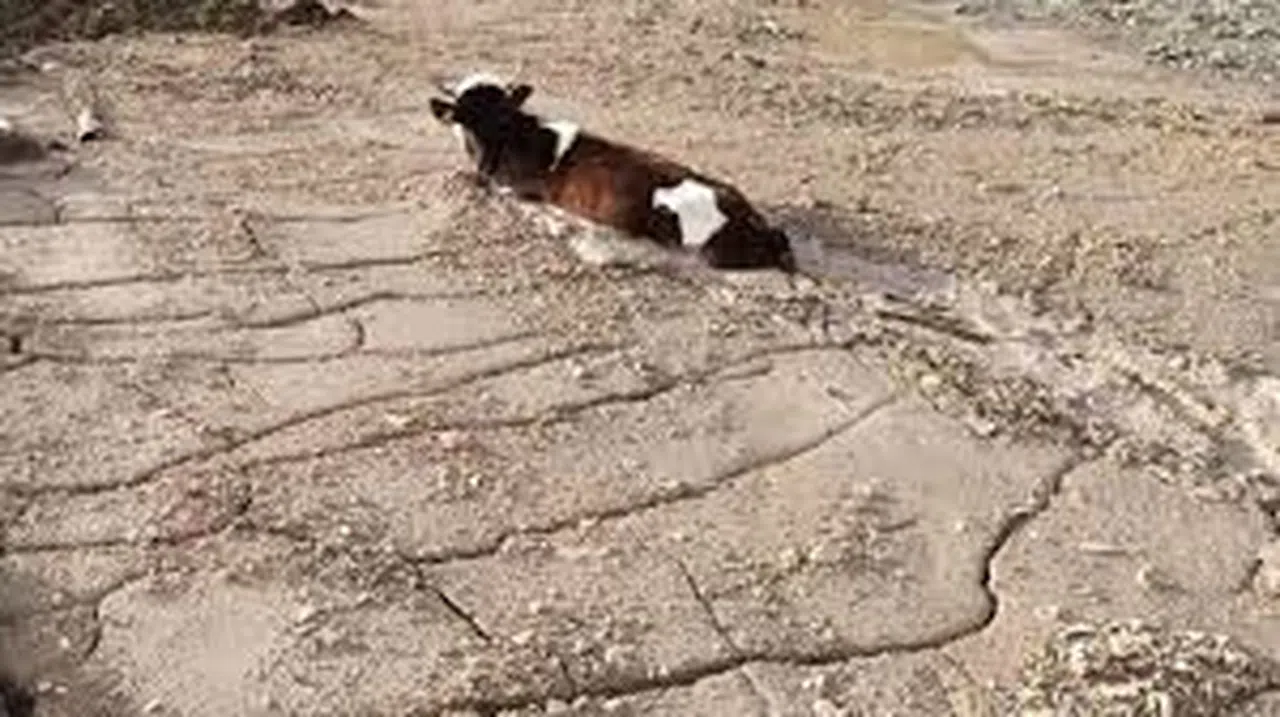 İnşaat firmasının döktüğü beton yığınına, kurbanlık düve saplandı