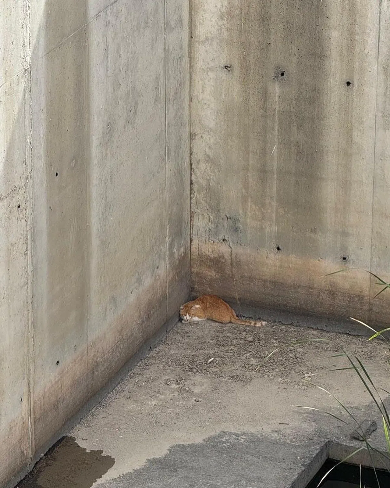 İnşaat Temelinde Mahsur Kalan Kediyi İtfaiye Kurtardı