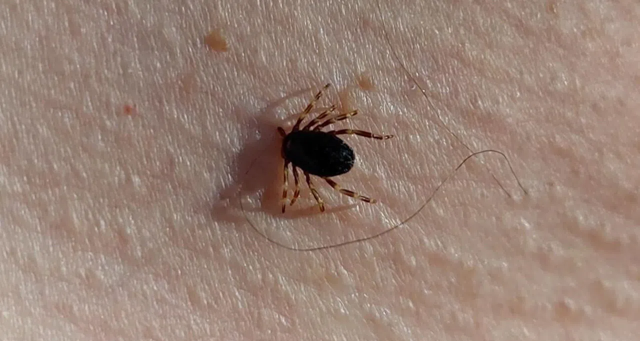 Havalar ısındı, kene kabusu başladı