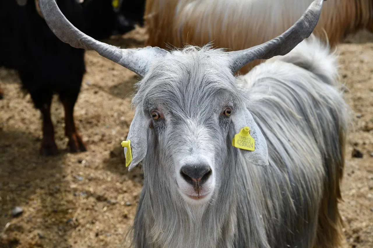 Kurban Bayramı Öncesi Hayvan Pazarlarına Denetim