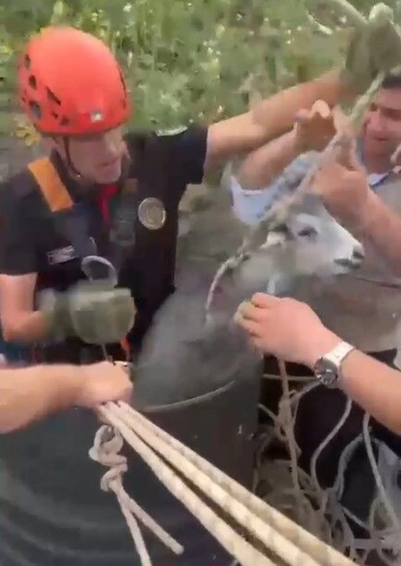 Kuyuya Düşen Keçi Kurtarıldı