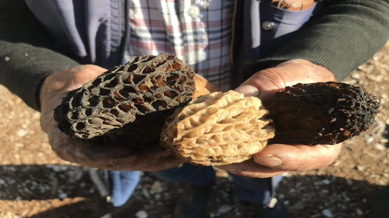 Kuzugöbeği Mantarı Sezonu Başladı