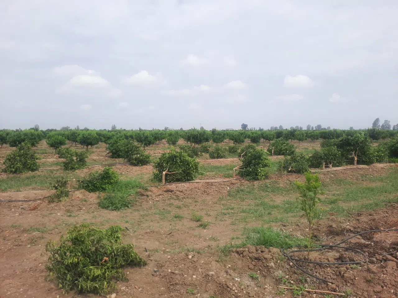 Mandalina Ağaçları Katledildi