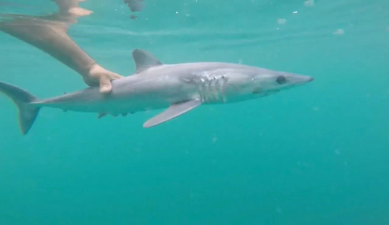 Oltasına Köpek Balığı Takıldı, Yeniden Denize Bıraktı