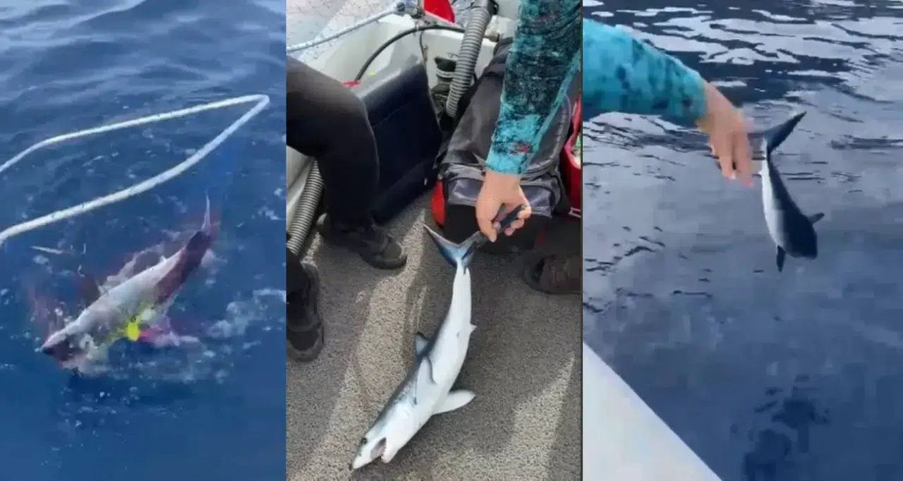 Oltaya Köpek Balığı Takılınca Korktular, Ardından Kurtarmak İçin Çabaladılar
