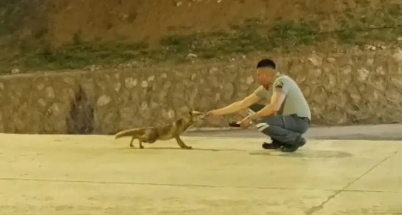 Özel Güvenlik ve Tilki Görenleri Şaşırttı