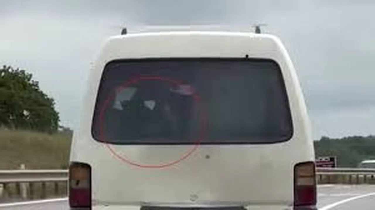 Aracın Arkasında Buzağı Taşıdı